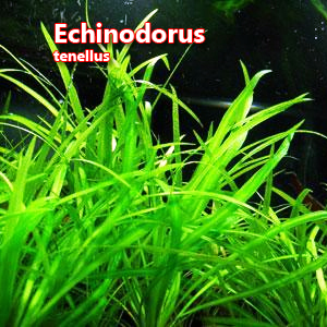 Echinodorus tenellus